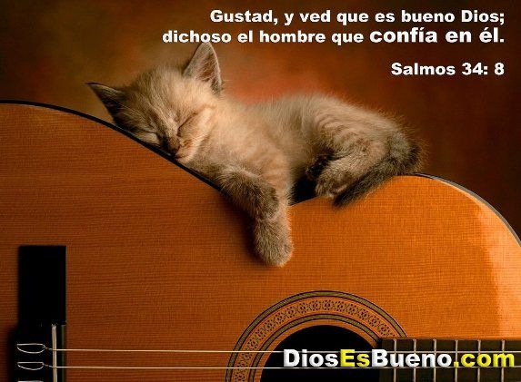 gatito1 ¿Porque Dios Es Bueno?